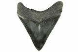 Serrated, Fossil Megalodon Tooth - South Carolina #265049-1